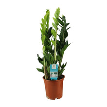 Kamerplant - Zamioculcas zamiifolia - Pot Ø 17cm Hoogte ↕ 65cm