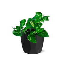 Kamerplant - Epipremnum Pinnatum 'Aureum' - Pot Ø 14cm