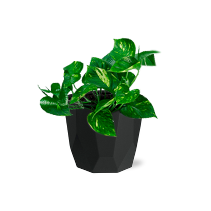 Kamerplant - Epipremnum Pinnatum 'Aureum' - Pot Ø 14cm