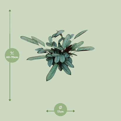 Kamerplant - Ctenanthe Oppenheimiana - Pot Ø 17cm Hoogte ↕ 70cm