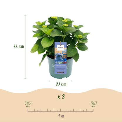 Buitenplant 2x Hydrangea Magical Revolution Blue - Bloeiend - Pot Ø 23cm Hoogte ↕ 55cm
