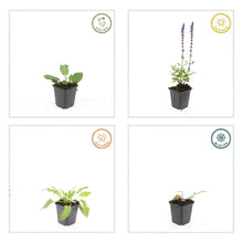 Buitenplant 60x Salvia nemorosa 'Mainacht' - Bloeiend - Pot Ø 9cm Hoogte ↕ 10-25cm