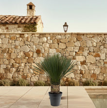 XL plant - Yucca Rostrata - Pot Ø 50cm Hoogte ↕ 140-160cm