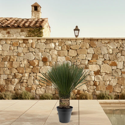 XL plant - Yucca Rostrata - Pot Ø 50cm Hoogte ↕ 140-160cm