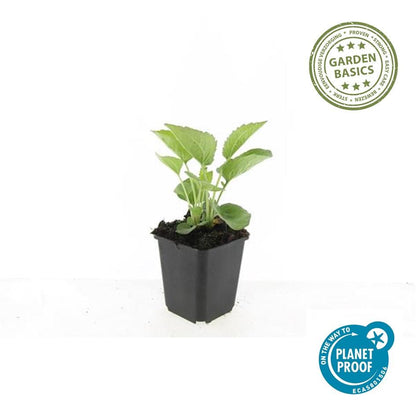 Buitenplant 6x Echinacea p. 'Magnus' - Bloeiend - Pot Ø 9cm Hoogte ↕ 10-25cm