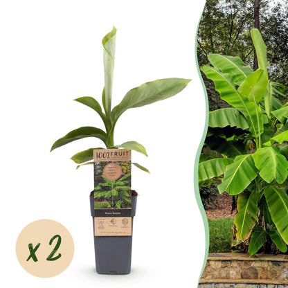 Buitenplant 2x Musa Basjoo - Winterhard - Pot Ø 15cm Hoogte ↕ 50cm