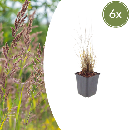 Buitenplant 6x Calamagrostis brachytricha - Pot Ø 9cm Hoogte ↕ 10-25cm
