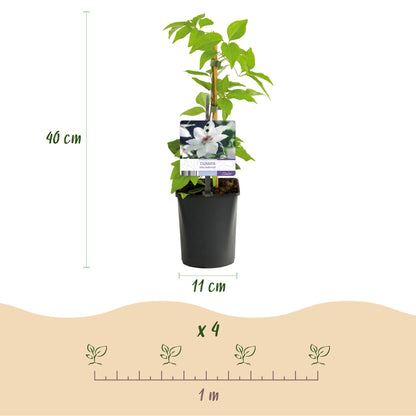 Buitenplant 2x Clematis Miss Bateman - Klimplant - Bloeiend - Pot Ø 11cm Hoogte ↕ 40cm