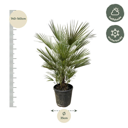 XL plant - Chamaerops Humilis - Pot Ø 30cm Hoogte ↕ 150cm