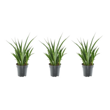 Kamerplant 3x Sansevieria Kirkii - Pot Ø 12cm Hoogte ↕ 38cm