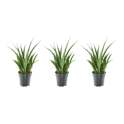 Kamerplant 3x Sansevieria Kirkii - Pot Ø 12cm Hoogte ↕ 38cm