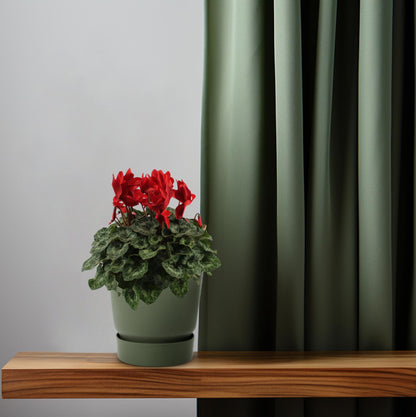 Kamerplant - Cyclaam Rood - Bloeiend - Pot Ø 17cm Hoogte ↕ 40cm