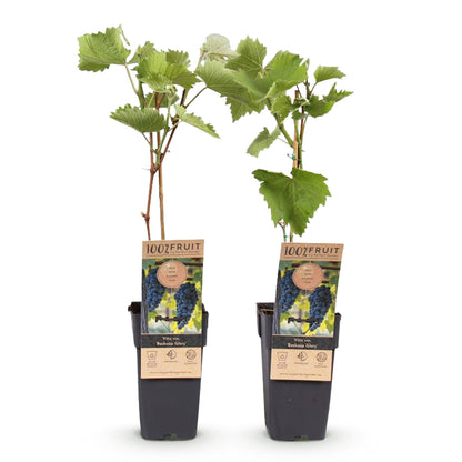 Buitenplant - Vitis vinifera Boskoop Glory (Blauwe druif) - Pot Ø 15cm Hoogte ↕ 50cm