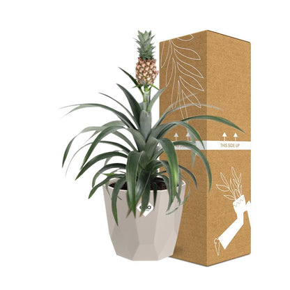 Kamerplant - Ananas Mi Amigo - Pot Ø 14cm