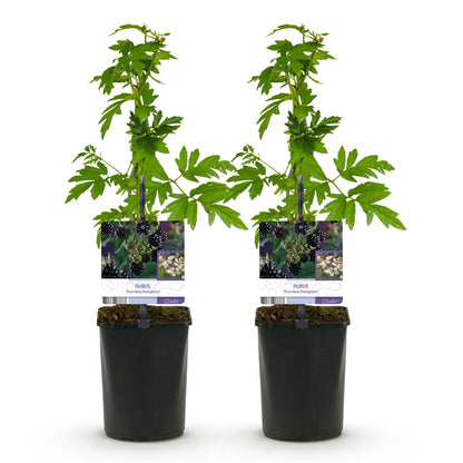 Buitenplant 2x Rubus Thornfree Evergreen - Doornloze zwarte braam - Pot Ø 11cm Hoogte ↕ 40cm