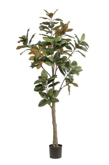 Kunstplant - Magnolia Grandiflora - Hoogte ↕ 180cm