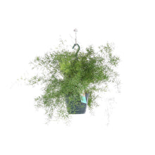 Kamerplant - Asparagus Sprengeri (Hangplant) - Pot Ø 17cm Hoogte ↕ 35cm