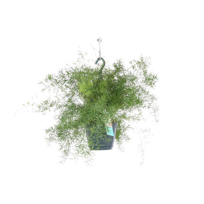 Kamerplant - Asparagus Sprengeri (Hangplant) - Pot Ø 17cm Hoogte ↕ 35cm