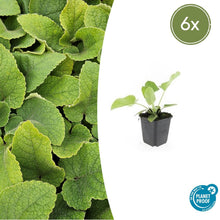 Buitenplant 6x Phlomis russeliana - Pot Ø 9cm Hoogte ↕ 10-25cm