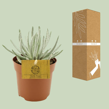 Kamerplant - Senecio Scaposus - Pot Ø 10.5cm Hoogte ↕ 15cm