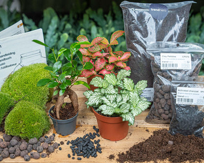 Planten terrarium navulling & Startpakket - Ficus Ginseng bonsai