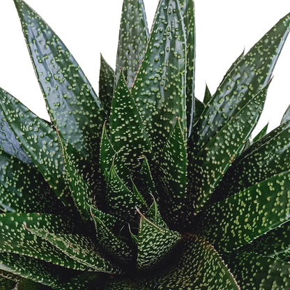 Kamerplant - Gasteria - Pot Ø 17cm