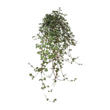 Kamerplant - Pilea Glaucophylla - Pot Ø 11cm Hoogte ↕ 20cm