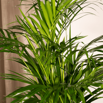 Kamerplant - Dypsis Lutescens (Areca Palm) - Hoogte ↕ 12-230cm