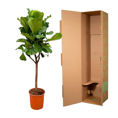 XL Kamerplant - Ficus Lyrata Boom - Pot Ø 30cm Hoogte ↕ 180cm