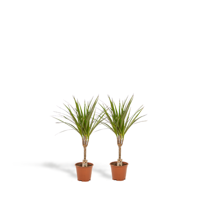 Kamerplant 2x Dracaena - Pot Ø 14cm Hoogte ↕ 60cm