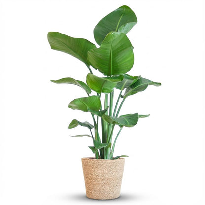 Kamerplant - Strelitzia Nicolai - Incl. zeegras mand - Pot Ø 21cm Hoogte ↕ 80cm
