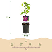 Buitenplant 2x Clematis Westerplatte - Klimplant Rood - Pot Ø 11cm Hoogte ↕ 40cm