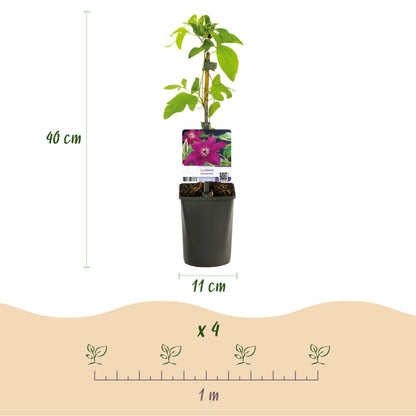 Buitenplant 2x Clematis Westerplatte - Klimplant Rood - Pot Ø 11cm Hoogte ↕ 40cm