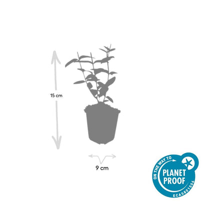 Buitenplant 24x Hypericum inodorum - Bloeiend - Pot Ø 9cm Hoogte ↕ 10-25cm