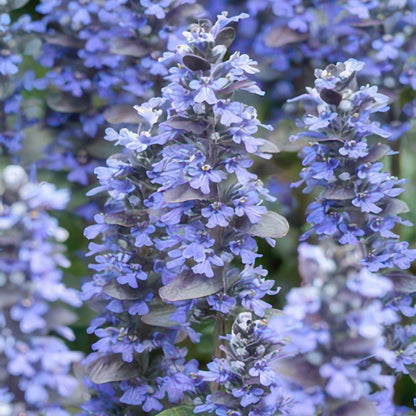 Buitenplant 6x Ajuga reptans - Pot Ø 9cm Hoogte ↕ 10-25cm