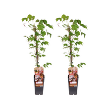 Buitenplant 2x Parthenocissus Tricuspidata Veitch Boskoop - Pot Ø 15cm