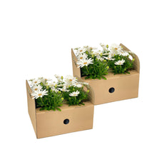 Buitenplant 8x Osteospermum Ecklonis Weiß - Bloeiend - Pot Ø 12cm Hoogte ↕ 20cm