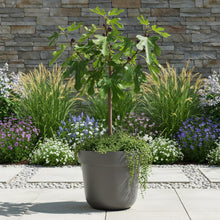 Buitenplant - Ficus carica Little Miss Figgy - Winterhard - Pot Ø 19cm Hoogte ↕ 90cm