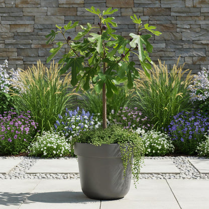 Buitenplant - Ficus carica Little Miss Figgy - Winterhard - Pot Ø 19cm Hoogte ↕ 90cm