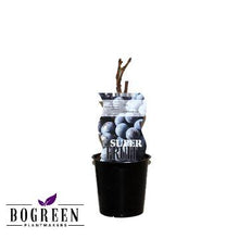 Buitenplant - Vitis 'Frankenthaler' (Blauwe druif) - Pot Ø 12cm Hoogte ↕ 30cm