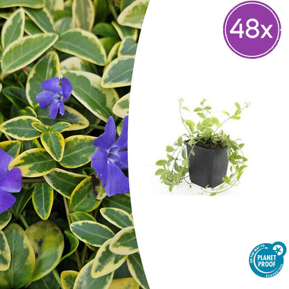 Buitenplant 48x Vinca minor 'Aureovariegata' - Bodembedekkend - Pot Ø 9cm Hoogte ↕ 10-25cm