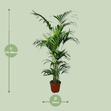 XL Kamerplant - Howea - Pot Ø 24cm Hoogte ↕ 180cm