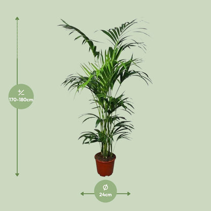 XL Kamerplant - Howea - Pot Ø 24cm Hoogte ↕ 180cm
