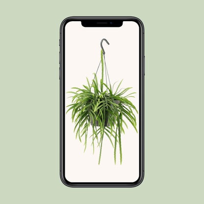 Kamerplant - Lepismium Bolivianum - Pot Ø 17cm Hoogte ↕ 25cm