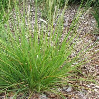 48x Sesleria autumnalis - ↕10-25cm - Ø9cm