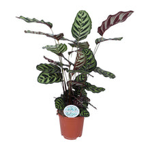 Kamerplant - Calathea Makoyana - Pot Ø 21cm Hoogte ↕ 70cm