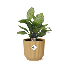 Kamerplant - Aglaonema Christina - Pot Ø 14cm