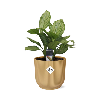 Kamerplant - Aglaonema Christina - Pot Ø 14cm