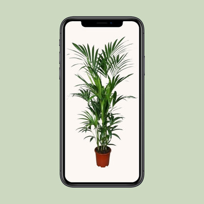 XL kamerplant - Howea - Pot Ø 27cm Hoogte ↕ 180cm