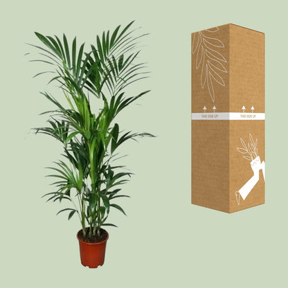 XL kamerplant - Howea - Pot Ø 27cm Hoogte ↕ 180cm
